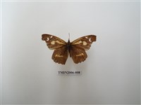 藏品(東方喙蝶)的圖片